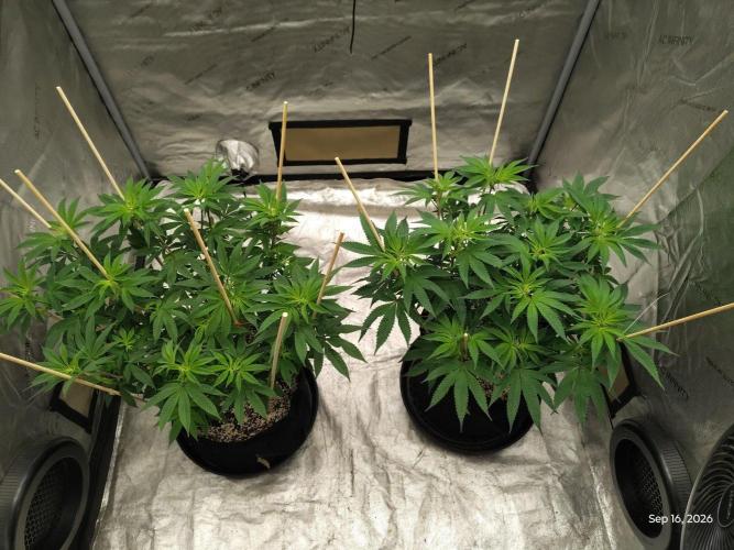 ganja farmer 1. Week 11