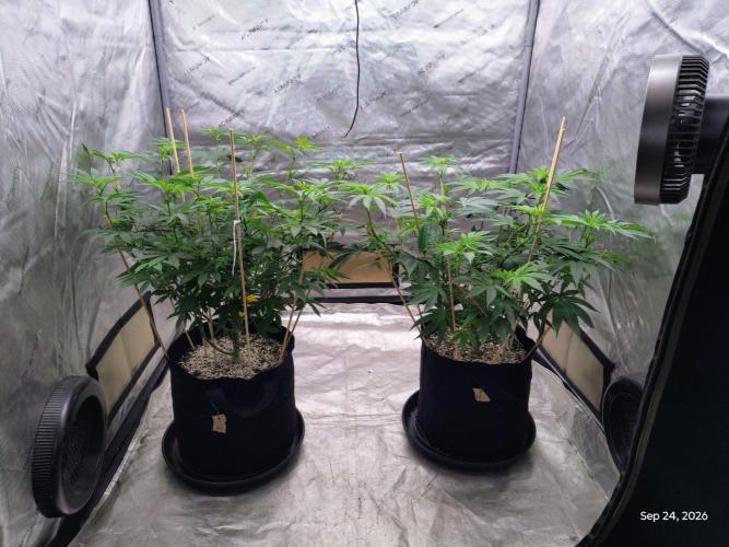 ganja farmer 1. Week 12