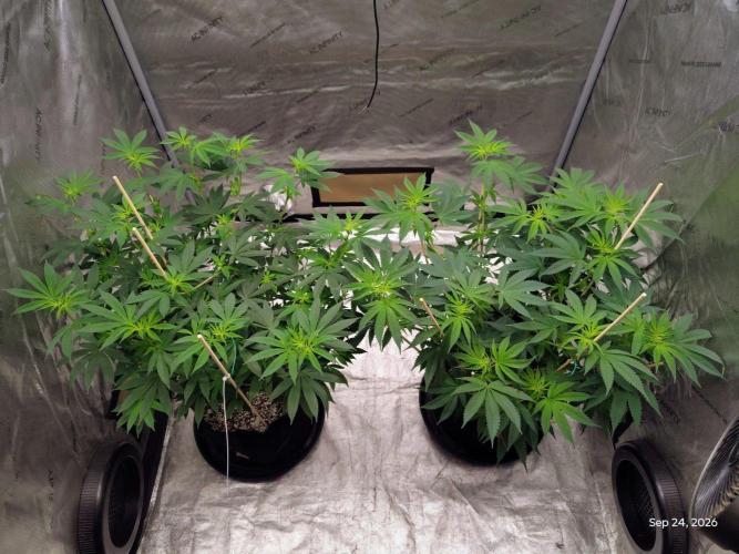 ganja farmer 1. Week 12