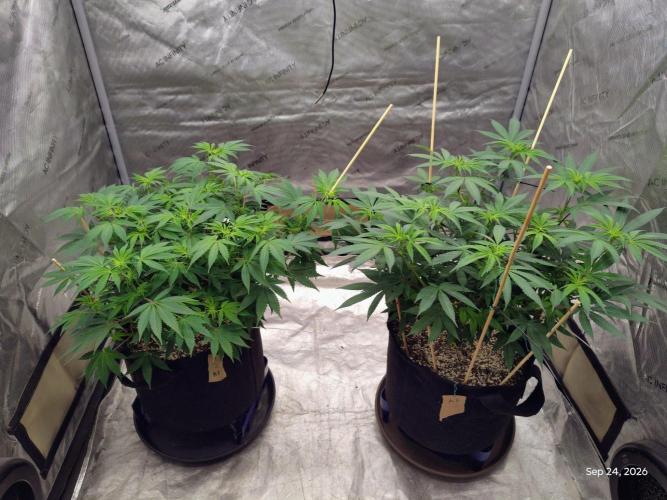 ganja farmer 2. Week 12