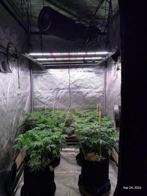 Apple Fritter. Week 12