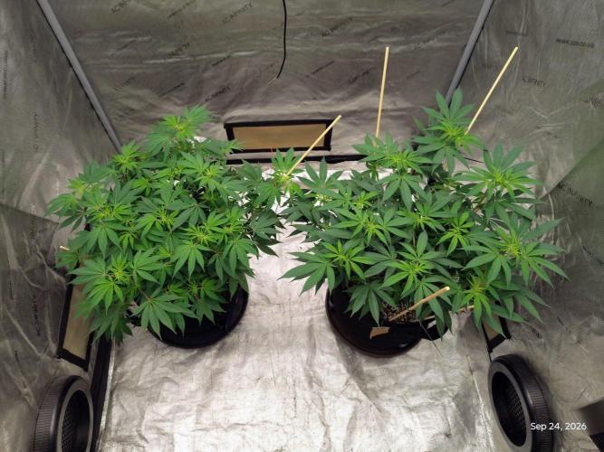 ganja farmer 2. Week 12
