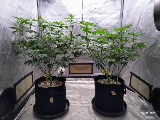 ganja farmer 1. Week 13