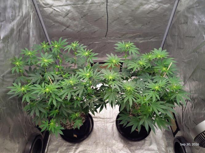 ganja farmer 1. Week 13