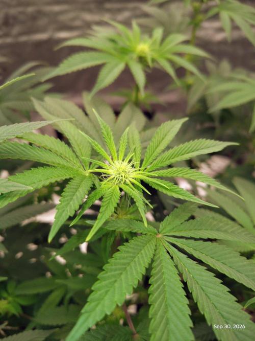 ganja farmer 1. Week 13