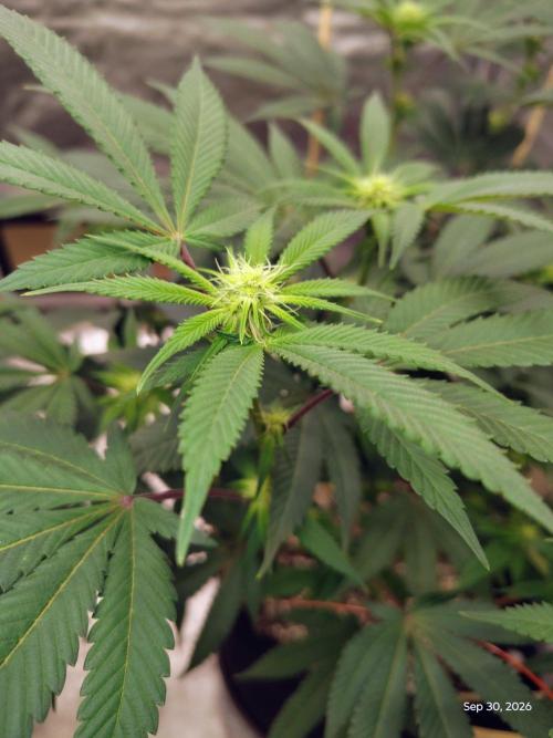 ganja farmer 2. Week 13