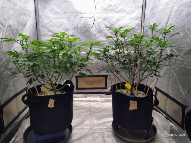 ganja farmer 2. Week 13