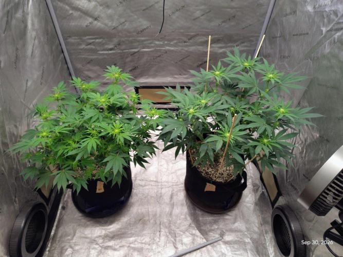 ganja farmer 2. Week 13