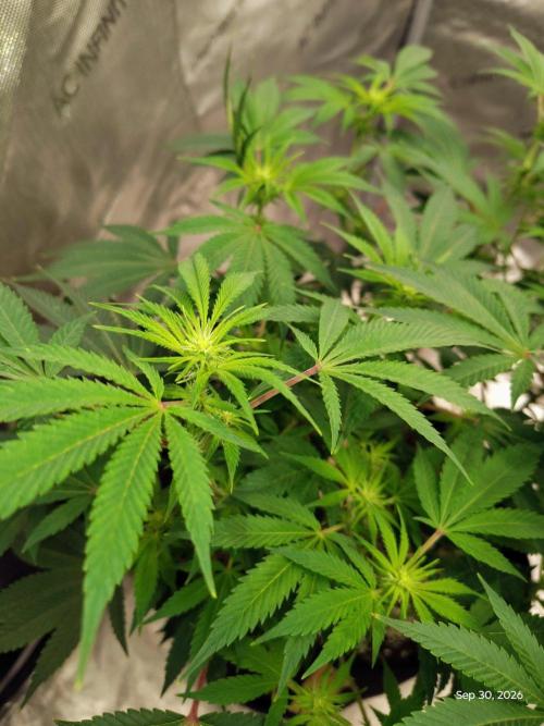 ganja farmer 2. Week 13