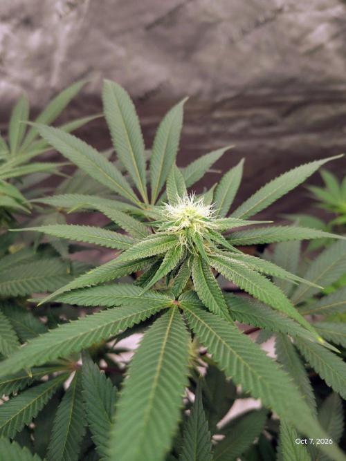 ganja farmer 2. Week 14