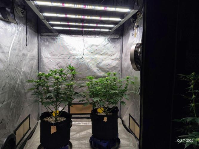 ganja farmer 2. Week 14