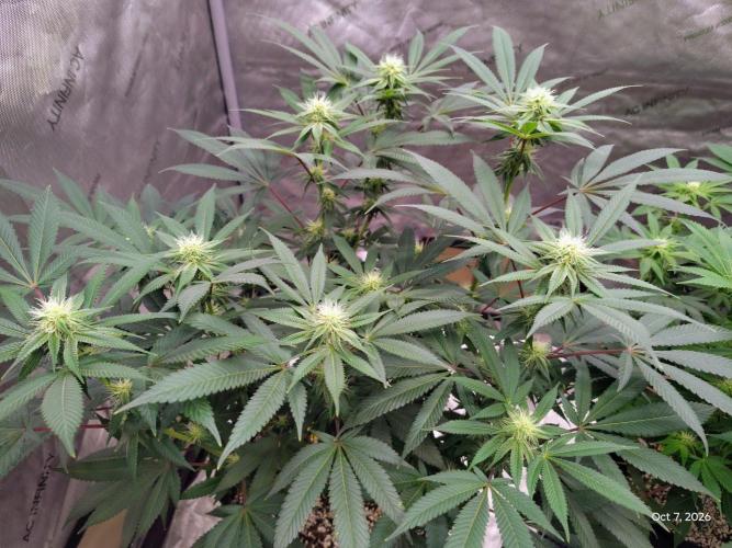 ganja farmer 2. Week 14