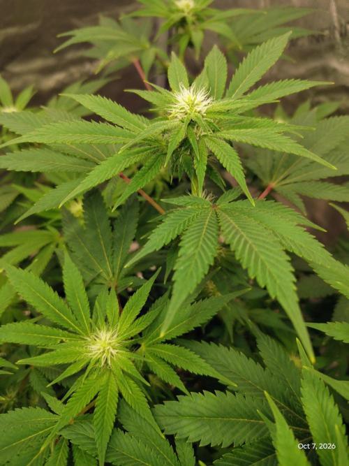 ganja farmer 2. Week 14