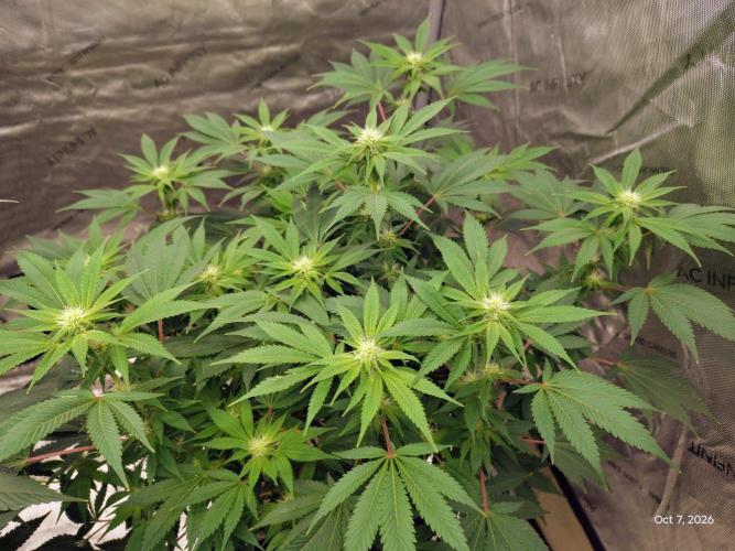 ganja farmer 2. Week 14