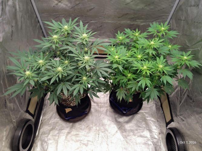 ganja farmer 2. Week 14