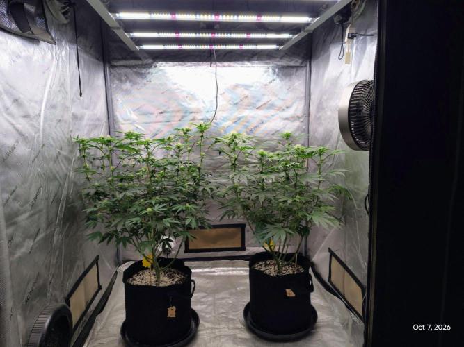 ganja farmer 1. Week 14