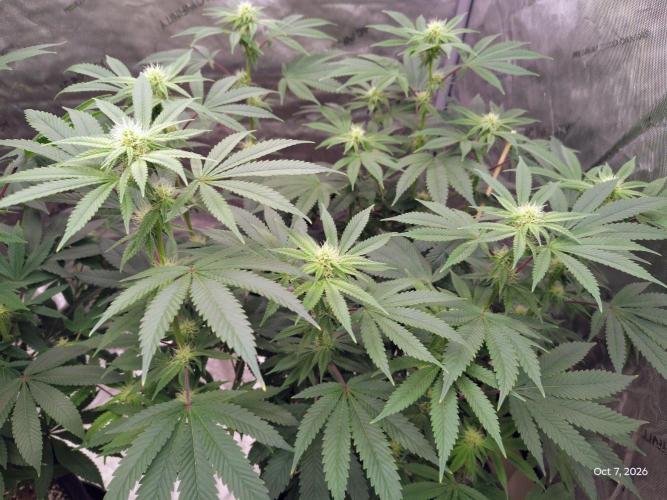 ganja farmer 1. Week 14