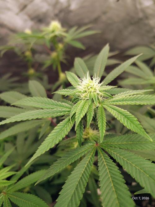 ganja farmer 1. Week 14