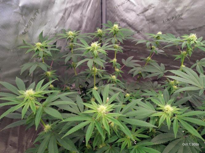 ganja farmer 1. Week 14