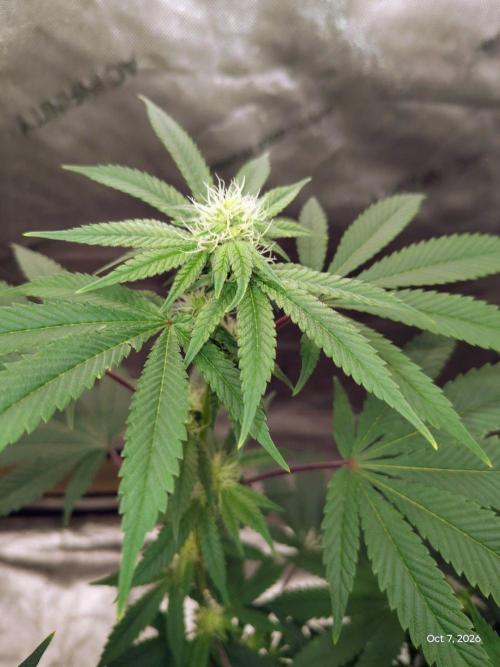 ganja farmer 1. Week 14