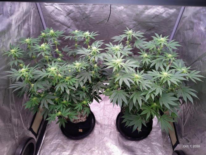 ganja farmer 1. Week 14