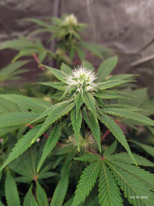ganja farmer 2. Week 15