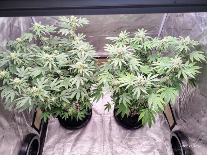 ganja farmer 2. Week 16