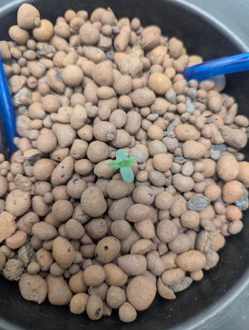 mendoceno cherry. Week 0