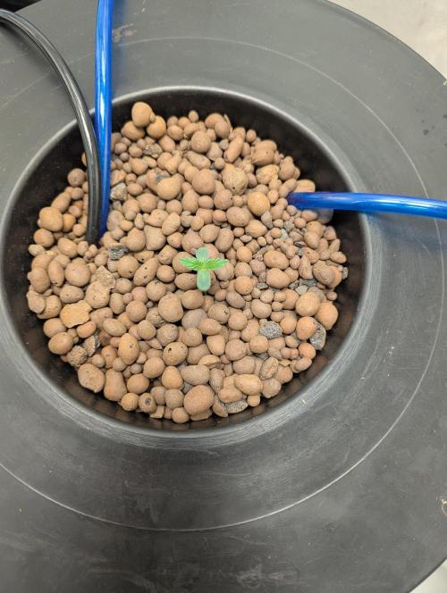 mendoceno cherry. Week 1