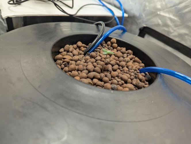 mendoceno cherry. Week 1