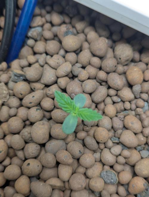 mendoceno cherry. Week 1