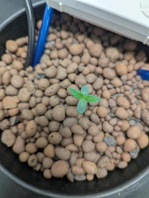 mendoceno cherry. Week 1