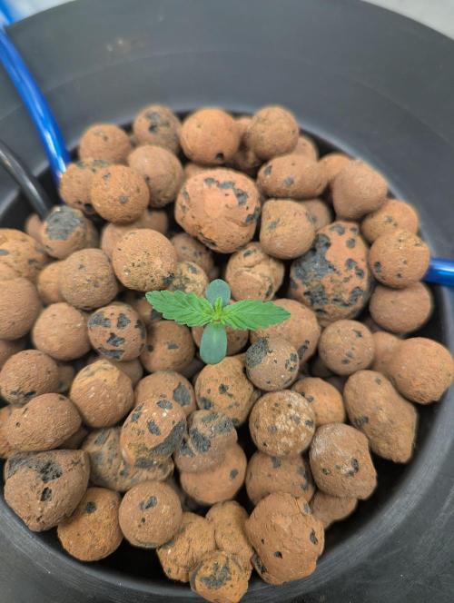 mendoceno cherry. Week 1 - topped up pellets 