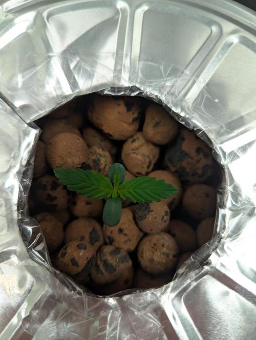 mendoceno cherry. Week 1