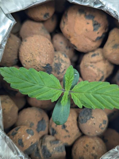 mendoceno cherry. Week 1