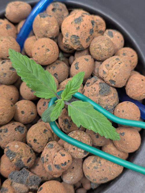 mendoceno cherry. Week 1 - last day of week 1

