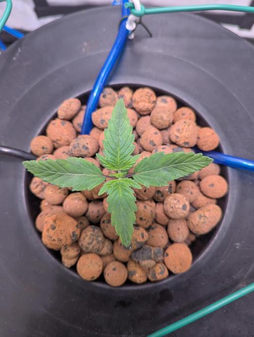 mendoceno cherry. Week 2