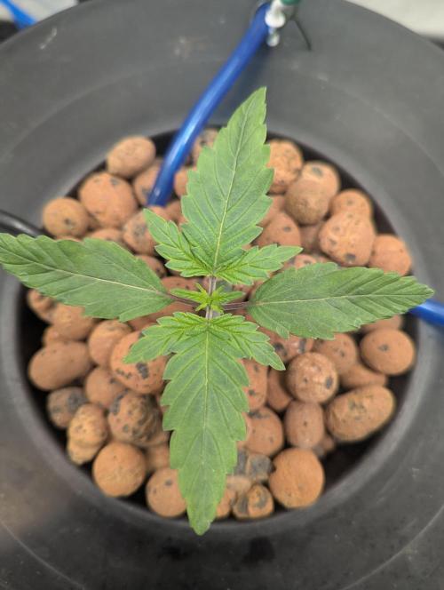mendoceno cherry. Week 2