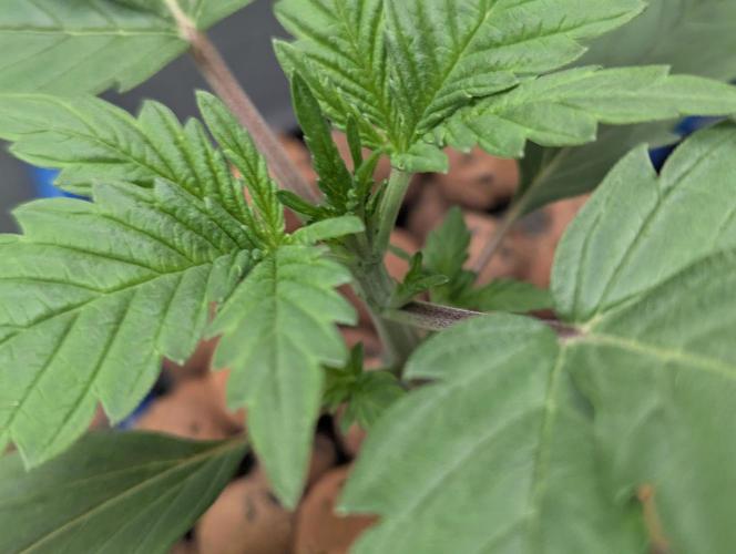 mendoceno cherry. Week 2