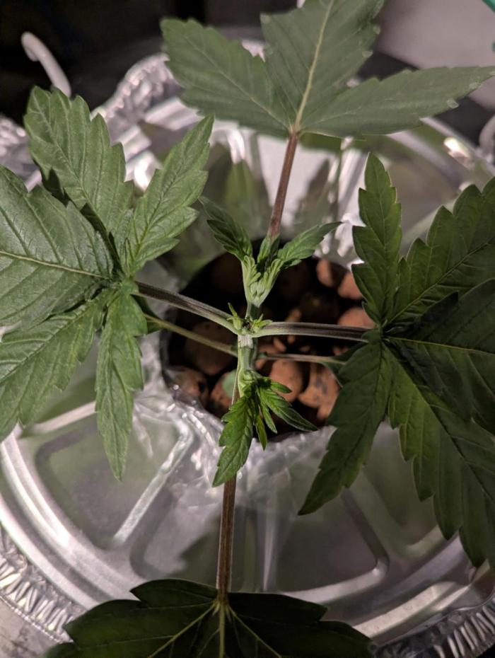 mendoceno cherry. Week 3 - topped pretty tight either going to grow over or ill tie together