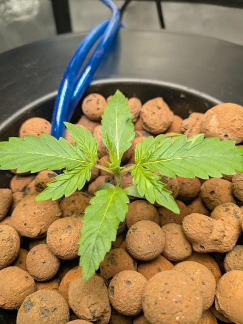 walter whitebh1. Week 2