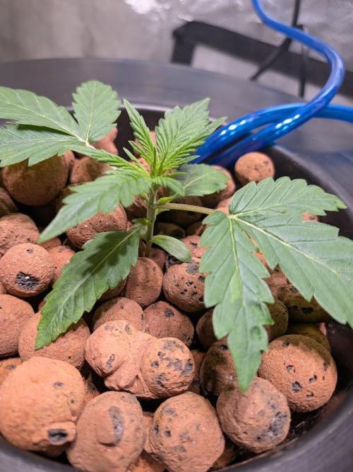 walter whitebh1. Week 2