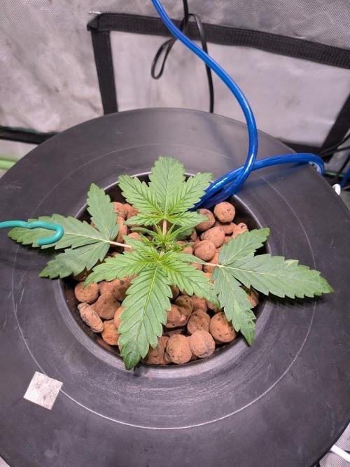 walter whitebh1. Week 3