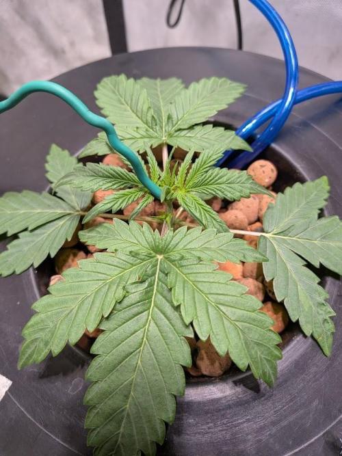walter whitebh1. Week 3 - setting up for lst
