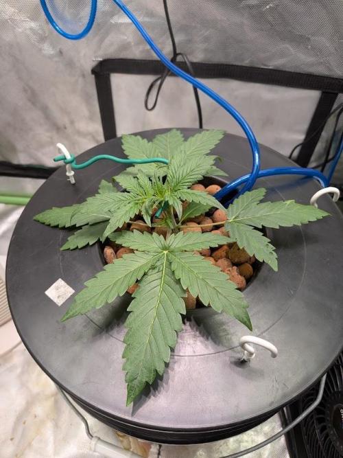 walter whitebh1. Week 3 - lst