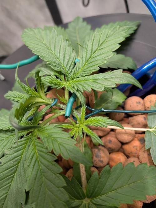 walter whitebh1. Week 3 - rotated the stalk more training
