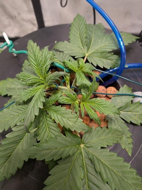 walter whitebh1. Week 3