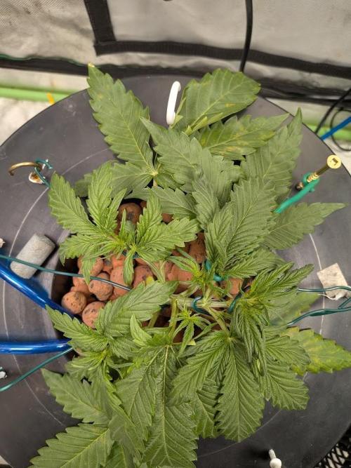 Walter White Bx1 Auto. Week 4