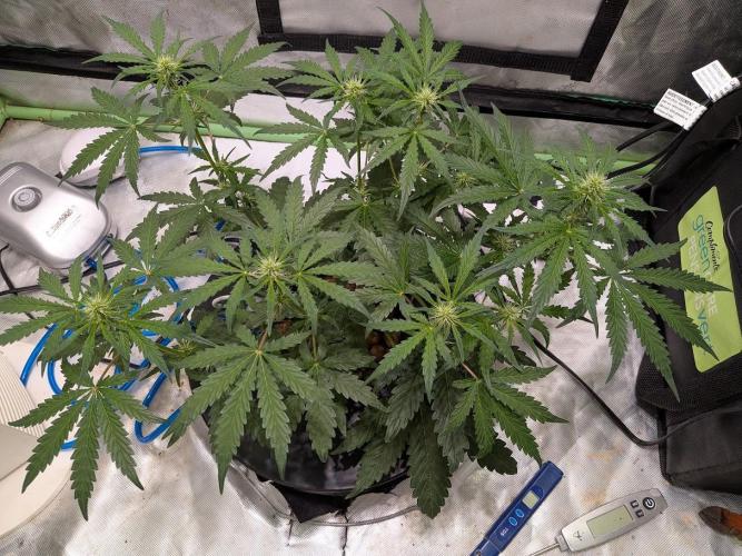 Walter White Bx1 Auto. Week 5