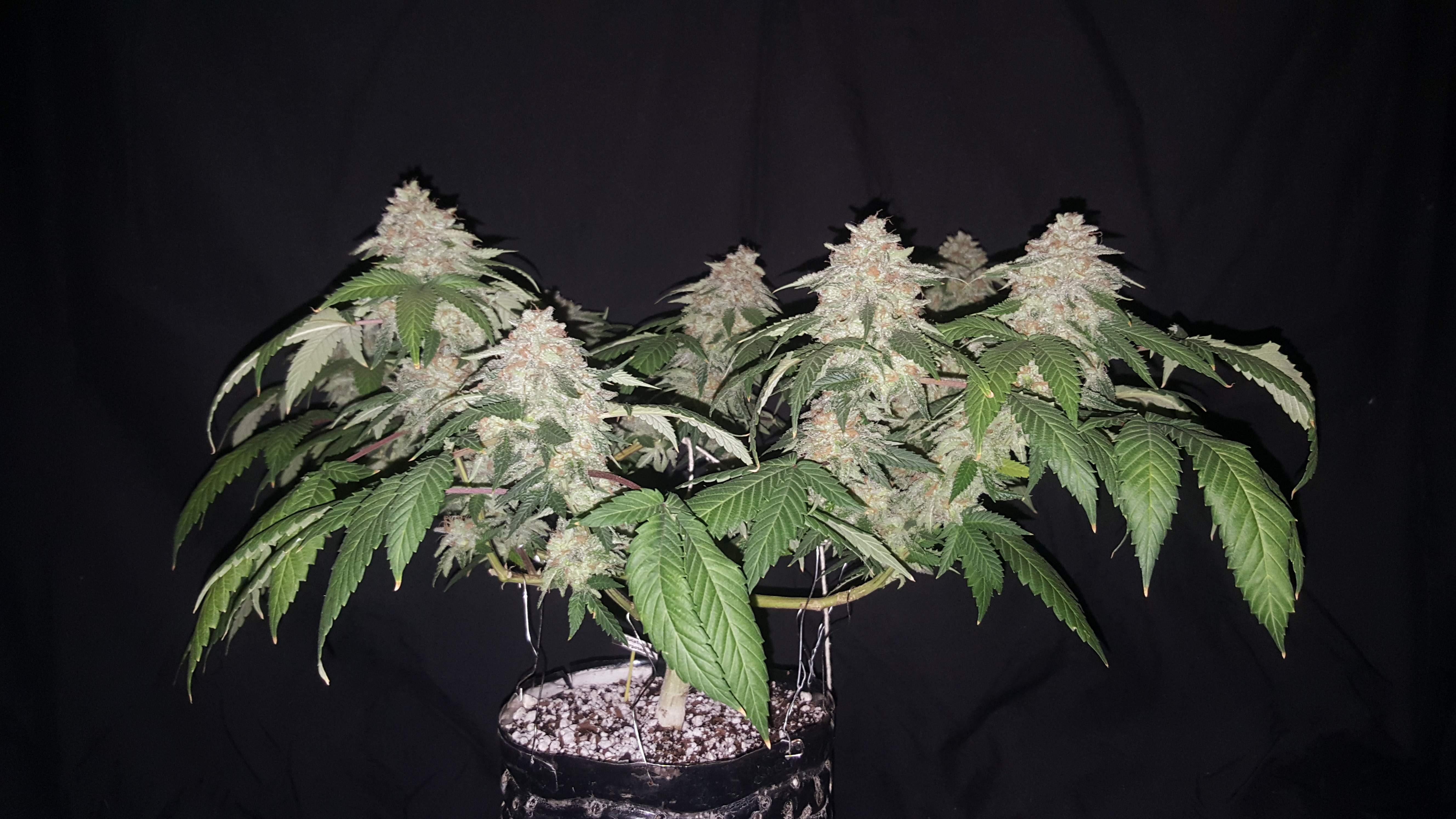 Banana Kosher Kus 22 grow diary (journal) harvest17 by TaZmainMan